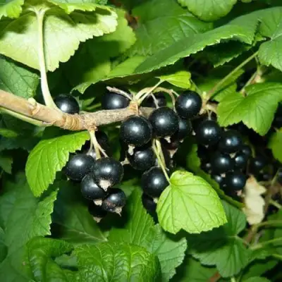 Смородина черная БАГИРА в Могилёве