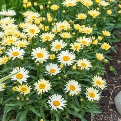 Нивяник БРОДВЕЙ ЛАЙТС великолепный в Могилёве