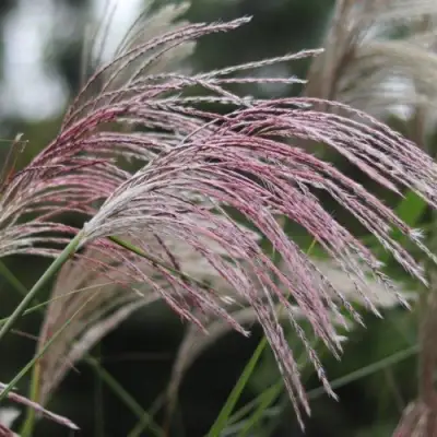Мискантус МАЛЕПАРТУС китайский  в Могилёве