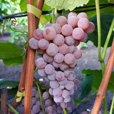 Виноград РИЛАЙНС ПИНК СИДЛИС в Могилёве