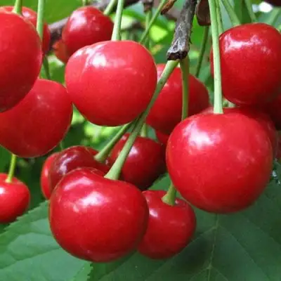 Дюк ПРЕВОСХОДНАЯ ВЕНЬЯМИНОВА в Могилёве