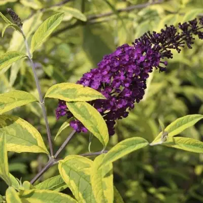 Буддлея давида САНТАНА  в Могилёве