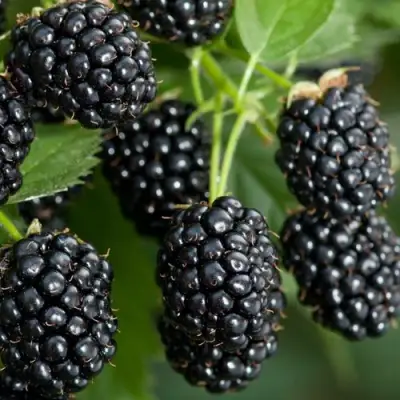 Ежевика ЧЕРНАЯ МАГИЯ ремонтантная  в Могилёве
