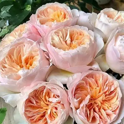 Роза ДЖУЛЬЕТТА английская в Могилёве