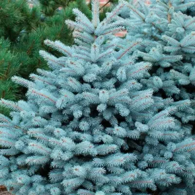 Ель СУПЕР БЛЮ СИДЛИНГ колючая в Могилёве