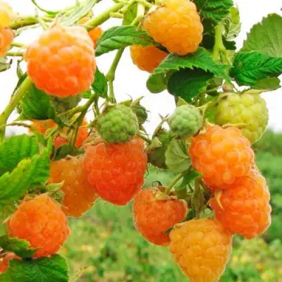 Малина ЗОЛОТЫЕ КУПОЛА в Могилёве