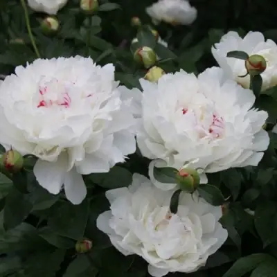 Пион ФЕСТИВА МАКСИМА травянистый в Могилёве