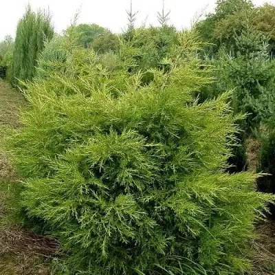 Можжевельник КУРИВАО ГОЛД китайский в Могилёве