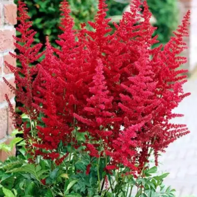 Астильба БУРГУНДИ РЕД Арендса в Могилёве