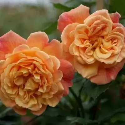 Роза АЛОХА плетистая в Могилёве