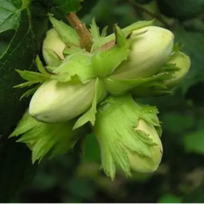 Фундук ТАМБОВСКИЙ ПОЗДНИЙ в Могилёве