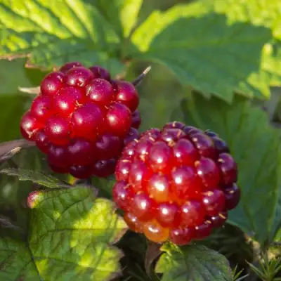 Княженика ЛИНДА в Могилёве