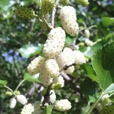 Шелковица БЕЛАЯ МЕДОВАЯ в Могилёве