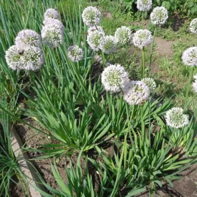 Лук слизун в Могилёве