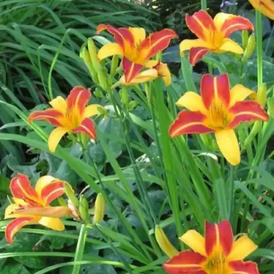 Лилейник ФРАНС ХАЛС в Могилёве