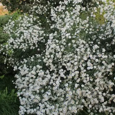 Болтония СНОУБЭНК в Могилёве