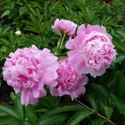 Пион МЕСЬЕ ЖЮЛЬ ЭЛИ травянистый в Могилёве