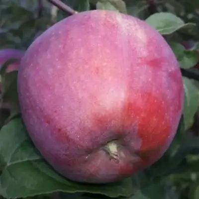 Яблоня ЗОРКА в Могилёве