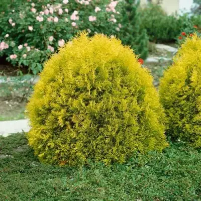 Туя РЕЙНГОЛД западная в Могилёве