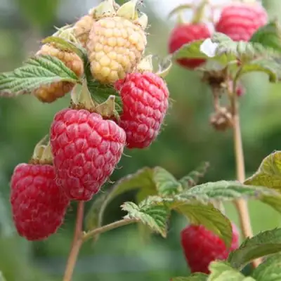 Малина МОЛЛИНГ ДЖУНО в Могилёве