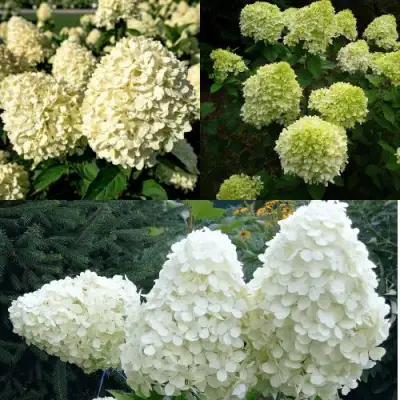 Комплект НЕЖНЫЙ КАПУЧИНО в Могилёве