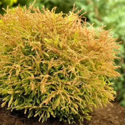 Туя ГОЛДЕН ТАФФЕТ западная в Могилёве