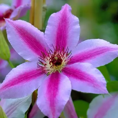 Клематис НЕЛЛИ МОЗЕР в Могилёве