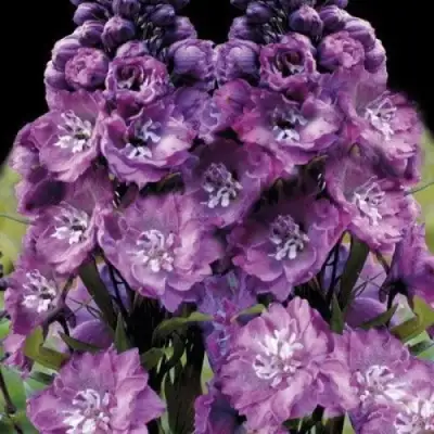 Дельфиниум ДЕЛЬФИС ПИНК ПАУЭ высокий в Могилёве