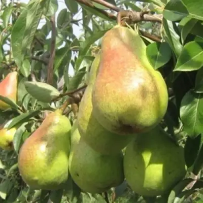 саженцы груши