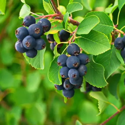 Ирга КОЛОСИСТАЯ в Могилёве