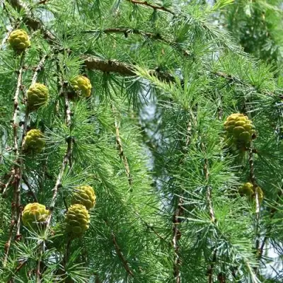 Лиственница КЕМПФЕРА в Могилёве