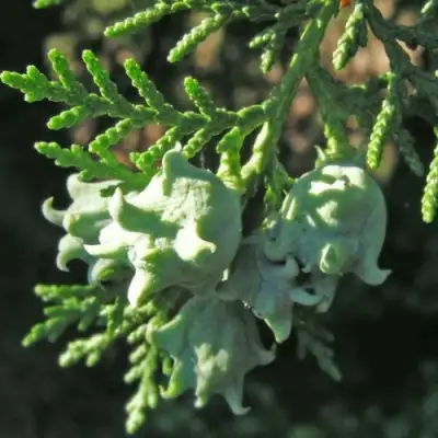 Туя восточная в Могилёве