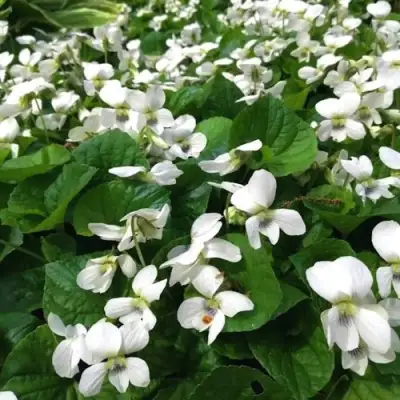 Фиалка АЛЬБИФЛОРА сестринская в Могилёве