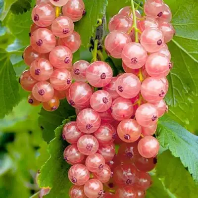 Смородина белая ПРЫГАЖУНЯ (РОЗОВАЯ) в Могилёве