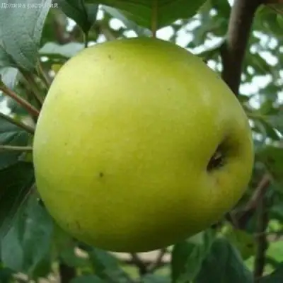 Яблоня КОШТЕЛЯ в Могилёве