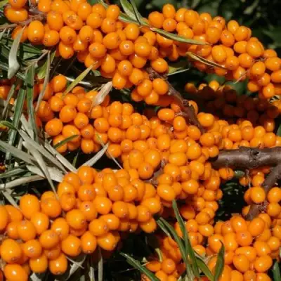 Облепиха АЛТАЙСКАЯ в Могилёве