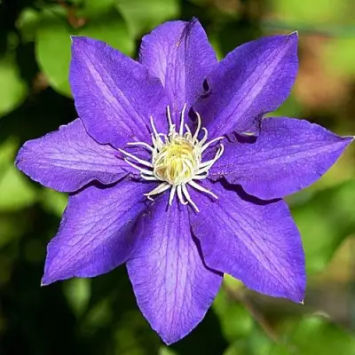 Клематис ЗЕ ПРЕЗИДЕНТ в Могилёве