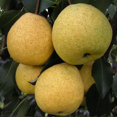 Груша ВЕЛИКАЯ ЛЕТНЯЯ (БОЛЬШАЯ ЛЕТНЯЯ) в Могилёве