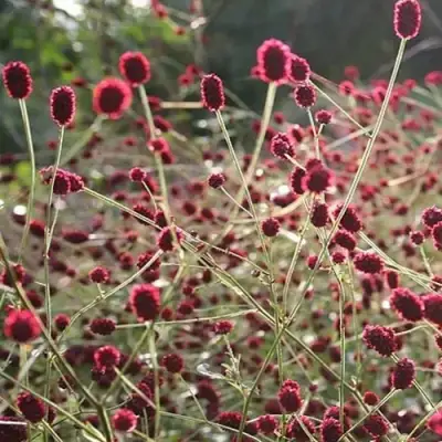 Кровохлебка ЧОКОЛАТ ТИП в Могилёве