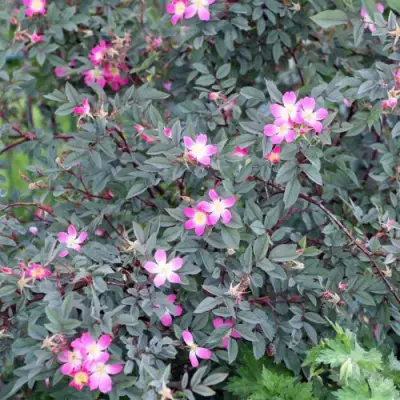 Роза сизая в Могилёве