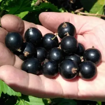 Смородина черная ЧЕРНООКАЯ в Могилёве