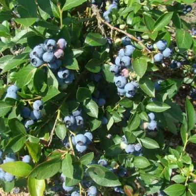 Голубика БЛЮЭТТА в Могилёве