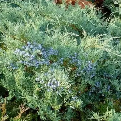 Можжевельник ГРЕЙ ОУЛ виргинский  в Могилёве