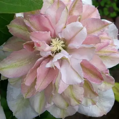 Клематис ИННОСЕНТ БЛАШ в Могилёве