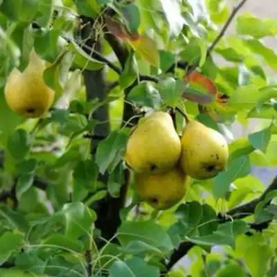 Груша ВИЛИЯ в Могилёве