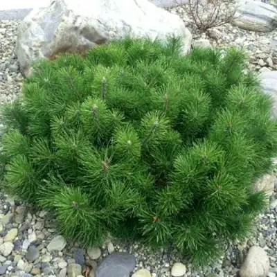 Сосна горная МУГУС в Могилёве