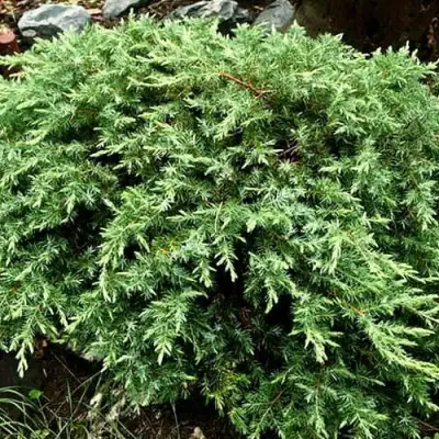 Можжевельник ШЛЯГЕР прибрежный в Могилёве