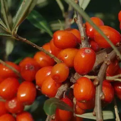Облепиха ВОРОБЬЕВСКАЯ в Могилёве