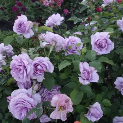 Роза ЛАВ СОНГ флорибунда в Могилёве