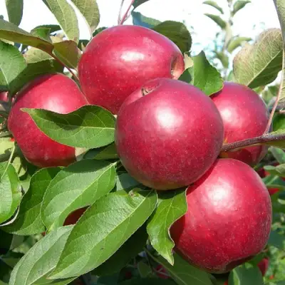 Яблоня КОВАЛЕНКОВСКОЕ в Могилёве